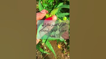أهرب بسرعة إنها سورة الفلق ليست اغنيه 🤬