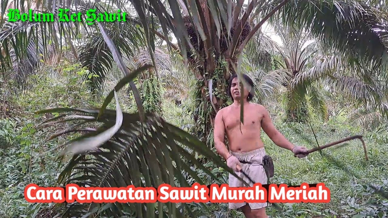 Cara Perawatan Sawit Murah Meriah