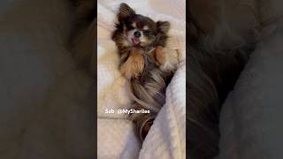 Faking puppy fun animalht2721 petsswag luckypaws animalshome467 lofigirl furfamily cute