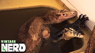 Scrappy Caramel Albino (our original) Breeding