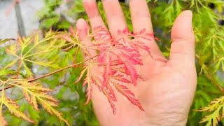 专业花店的几种日本枫树 - japanese maple