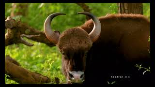 Indian Gaur Also Known As Indian Bison Roaming In The Forest Natures Gentle Giants Doentary