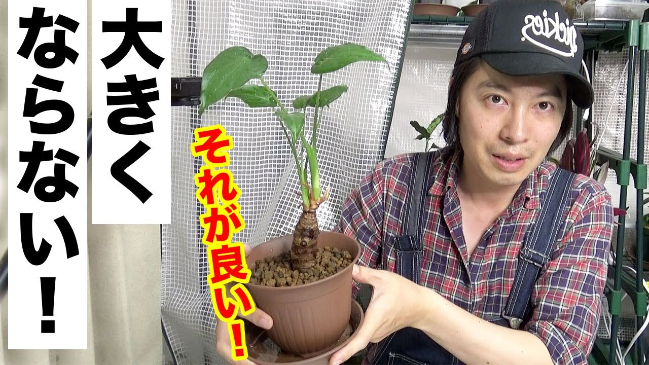 100均クワズイモは大きくならない でもそれがグッドです 観葉植物 一人暮らし Youtube