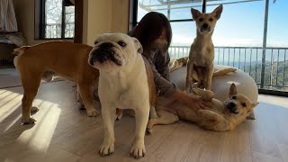 保護犬の里親さんが見つかった事を遊んでる最中に報告したらビックリして時が止まった(笑)