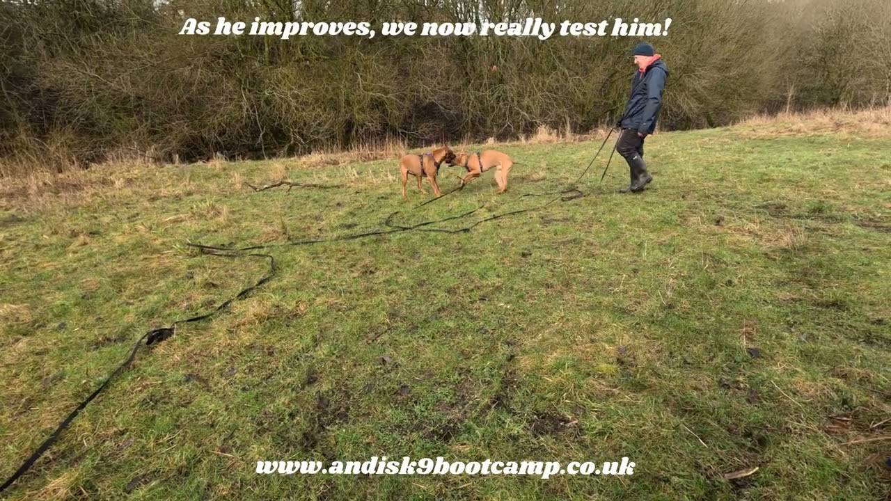 Recall training for Rhodesian ridgeback Major