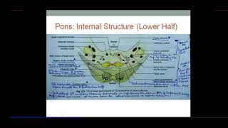 Brainstem | PONS - Internal Structure | Dr. SAM