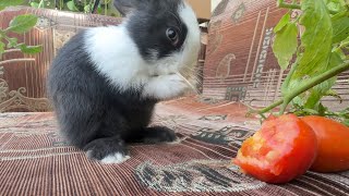 Rabbit eating videos #rabbit #eating #fujairah #uae #crazy #cute