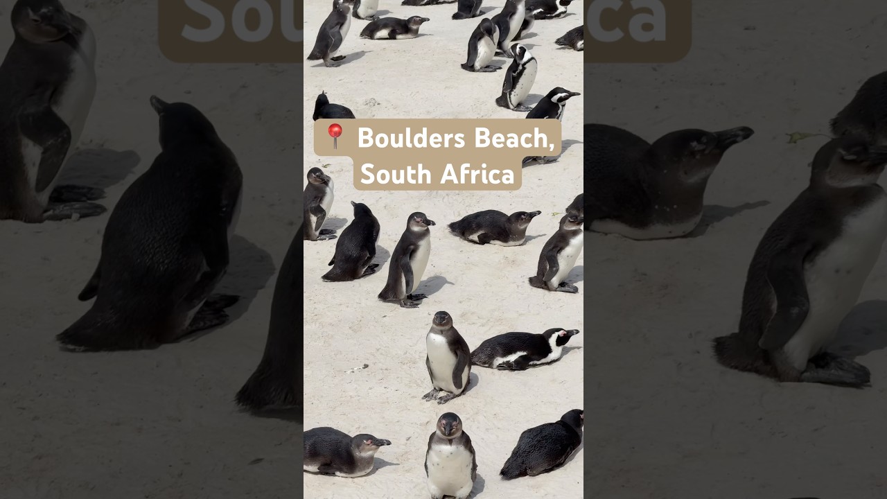 African Penguins at Their Best – Boulders Beach Edition #wildlife