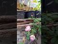 Rose plant flowering #garden #rose #flowering