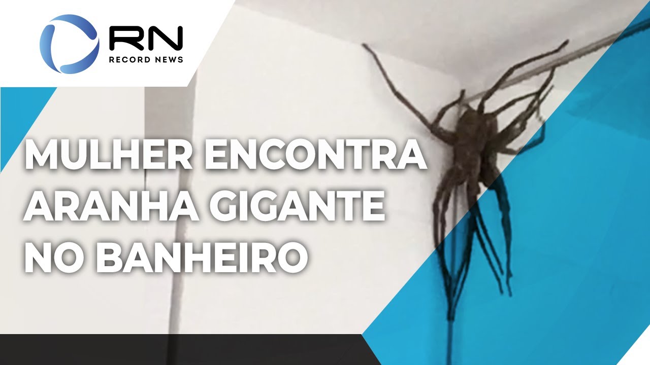 G1 - Vespa preda aranha caranguejeira e registro é feito com celular em MG  - notícias em Vc no Terra da Gente