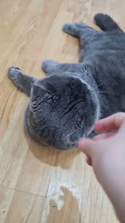 Милый котик 😉 😉 😉 😉 - YouTube
