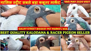 Quality Kalodana &amp; Racer Pigeon Seller | সবচেয়ে বড় পায়রার হাট |Galiff Street Market, W.B. | 19/05/24