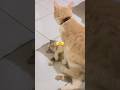 #cat #kitten #funny #pets #cute #meow #catshorts #munchkinfold #funnycats #prettycat