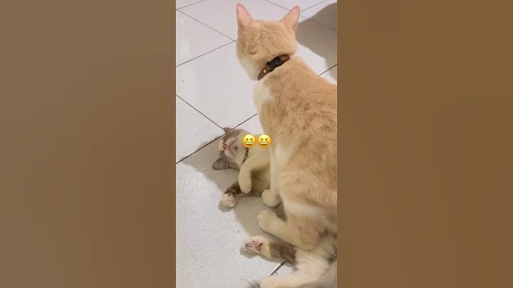 Video 11450611: kitten pets funnycats meow, cat funnycats pets meows, kitten meowing cute funnycats, kitten funny meow pets