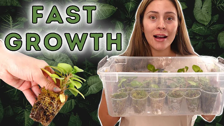 Best Plant Propagation Method! | Houseplant Propag...