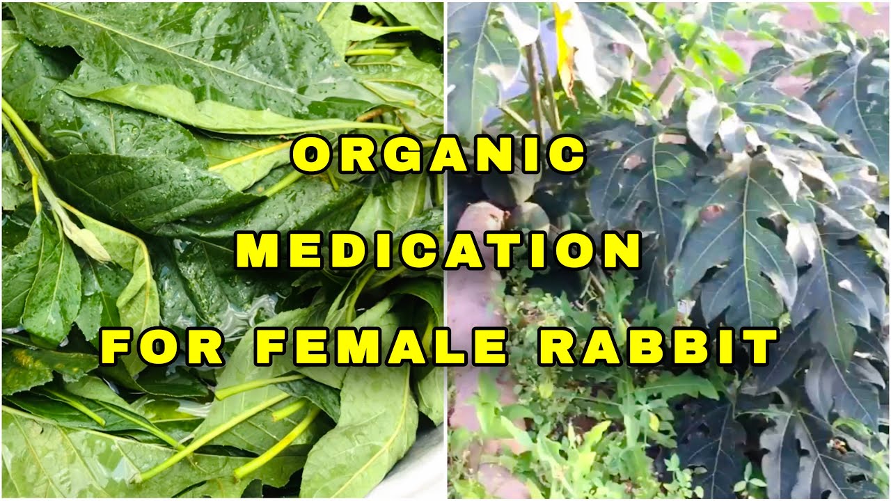 Stop PAYING For Medication For Rabbits2 | WATCH THIS!!