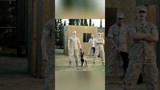 A new recruit trained an aggressive military dog.#shorts