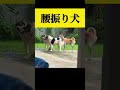 腰振り犬