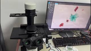 Complete Step-by-Step Operation Guide for New Users of Inverted Microscope