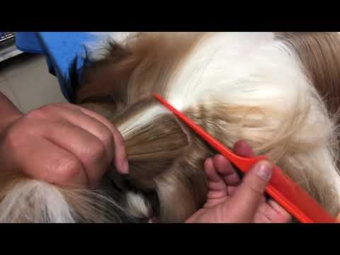 การแปรงขนสุนัขพันธุ์ชิสุห์ (เก็บจุก )Ep.2 How to brush shihtzu and all long falling hair dogs breed