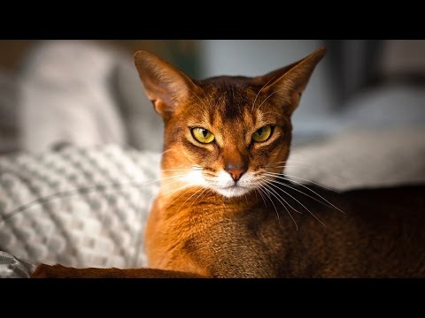 Vidéo: Les Races De Chats Domestiques Les Plus Intelligentes (liste), Caractéristiques Et Critères D'évaluation Des Capacités Intellectuelles D'un Animal, Photo