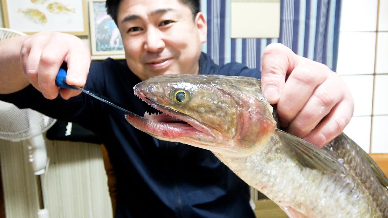 Jagged Teeth! It's a Scary-Looking Fish, but It Tastes Exceptional