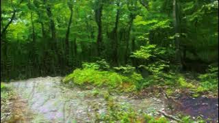 shrooms replication visual audio