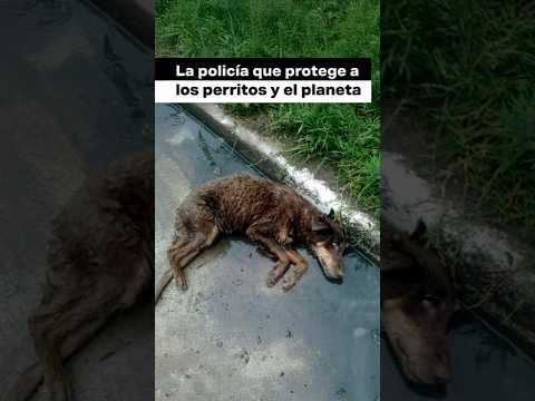 La policía que protege a los perritos y el planeta