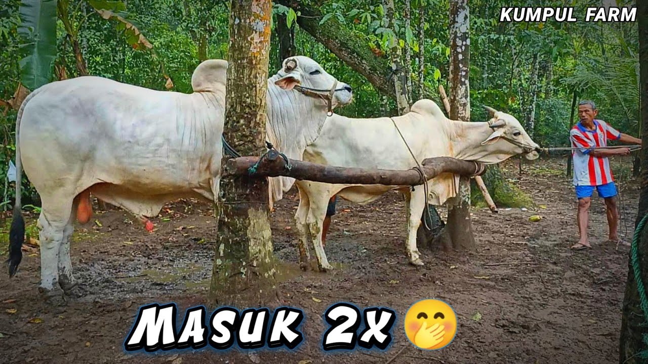 Proses Sapi Jumbo Nganu😁😁