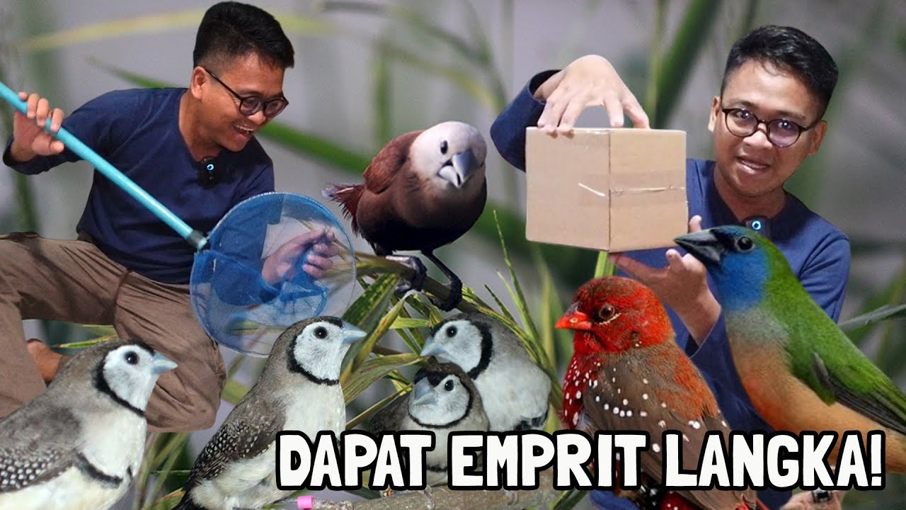 BELI EMPRIT SUPER MAHAL DAN LANGKA‼️GAK AKAN ADA YANG PUNYA