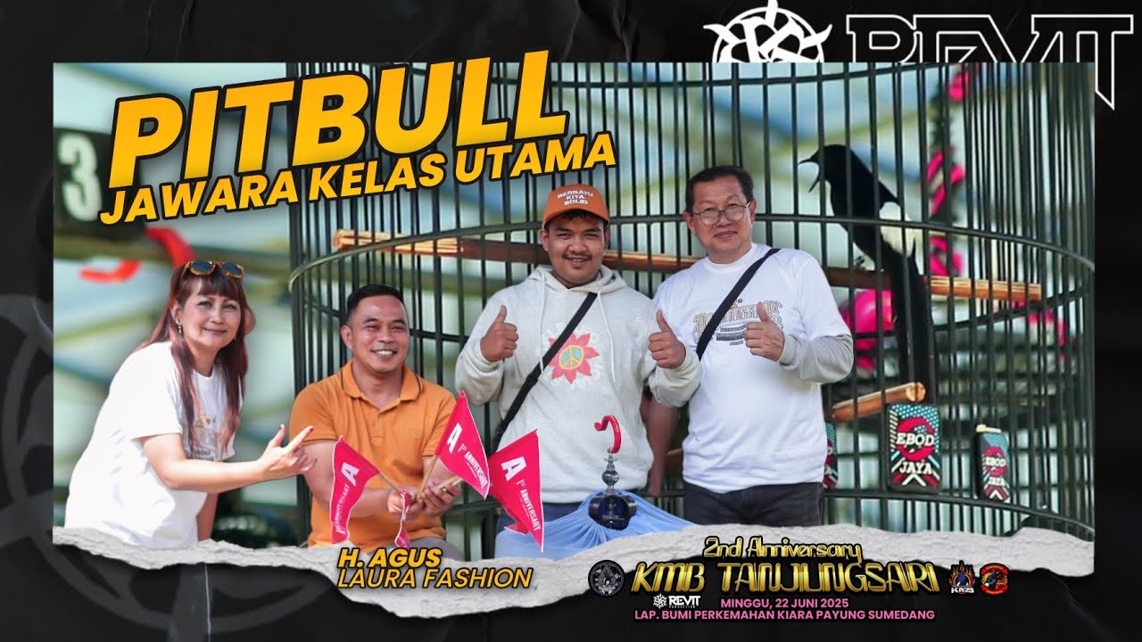 PITBULL JUARA 1 KELAS UTAMA MURAI BATU ‼️ 2ND ANNIVERSARY KMB TANJUNGSARI
