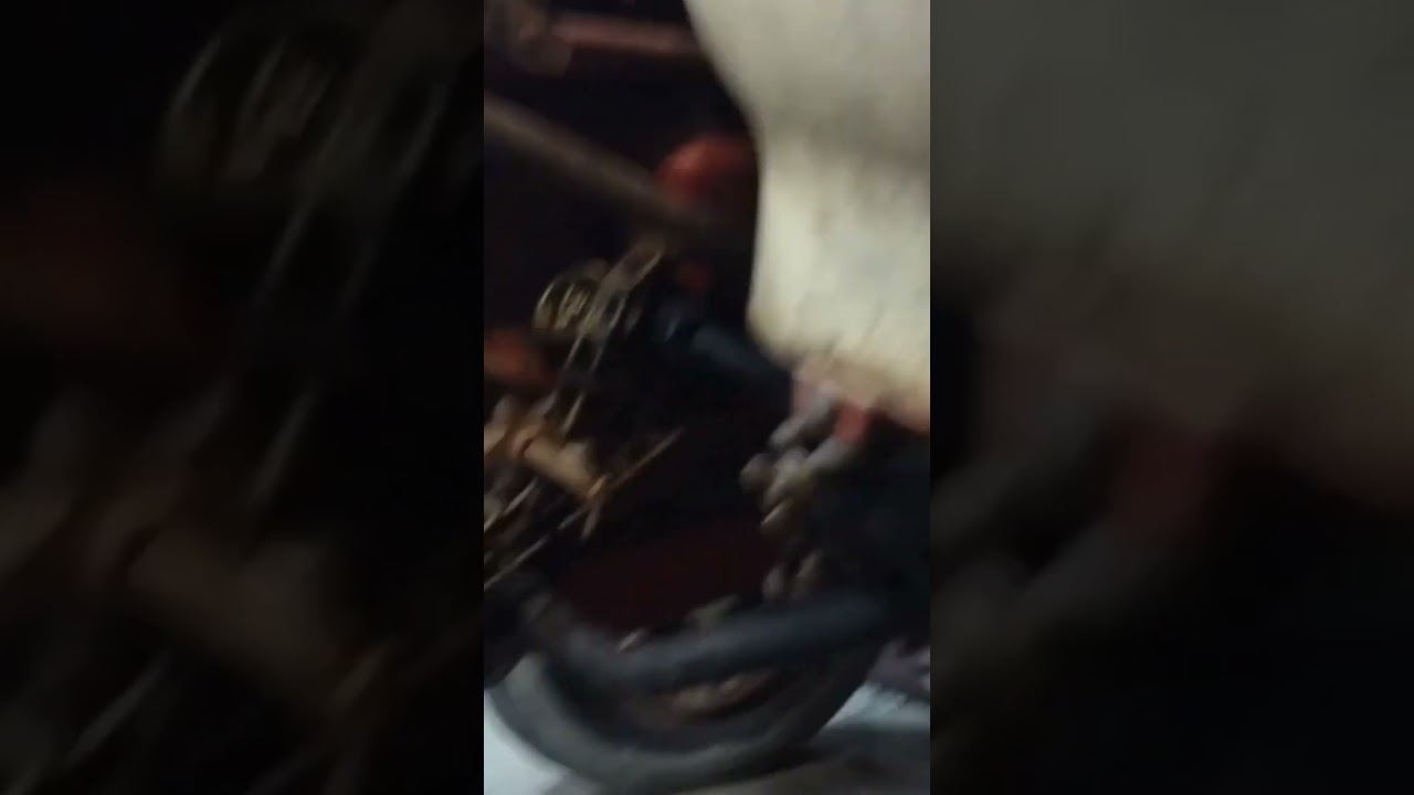 Ready to cultivate some Honey Select Corn #farmall51 #farmall140 #cultivation #shorts