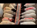 مقارنة بين الخروف البرقي والخروف العساف مقارنة بين الخروف البرقي والخروف العساف