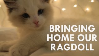 BRINGING HOME OUR RAGDOLL CAT | Vlogmas day 4 | Brialeigh