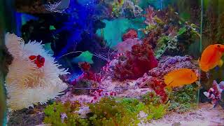 「Relaxing and pleasant music: real and beautiful aquarium~Heal your mood and relax your body an」的副本 by yeeco 13 views 7 days ago 10 minutes, 19 seconds