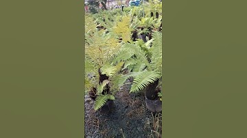 Bán cây dương xỉ cổ đại nhỏ xinh siêu đẹp 0977973535