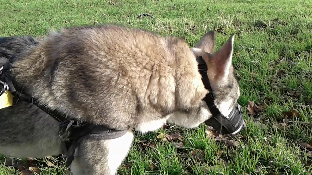 Lovatic no shock anti shock collar review YouTube
