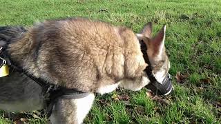 Lovatic No Shock Anti Shock Collar Review