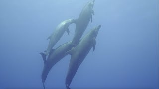 Diving Egypt - Cruising St Johns Reef [4K]