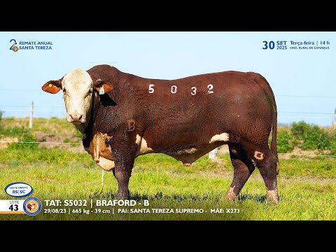 LOTE 43 TAT TES5032 BRAFORD Est  Sta Tereza