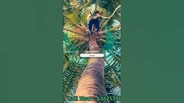 Coconut Tree Safety Net Installation Service in Bangalore | Menorah CocoNets | Call Now - 6362539199