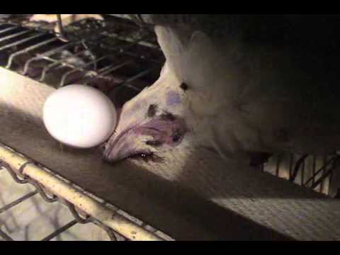 An Injustice for Battery Hens