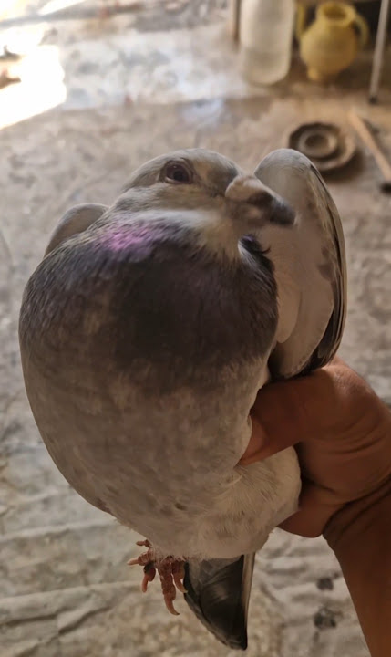 😯pigeon growth very fast😰#youtube#short#video#viral#youtube#Arshid#pigeon#