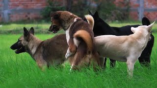 Awesome Rural Dogs !! Dog Meeting for the Summer Season in Village. by Life Daily 60,700 views 1 year ago 6 minutes, 48 seconds