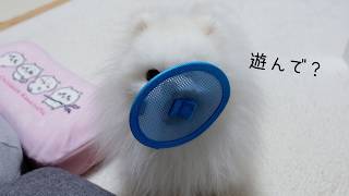 WBC観戦中に遊んでと訴えてくるポメラニアンが可愛すぎた…