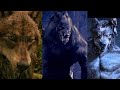 Van Helsing e Jacob Black e Shape-Shifters (AMV) without you