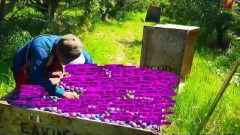 Plum Detection, Realtime