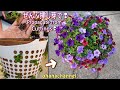 【挿し芽】100均にも売ってるランドリーバスケットにぜんぶ挿し芽🌱でサフィニアを植えてみる🌺Propagate Petunia (Surfinia) from Cuttings