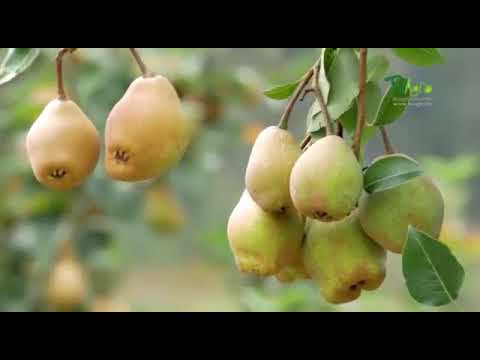 Vídeo: Què és una pera deliciosa: aprèn a cultivar una pera deliciosa