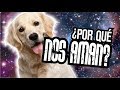 ¿Por qué los perros nos quieren tanto?